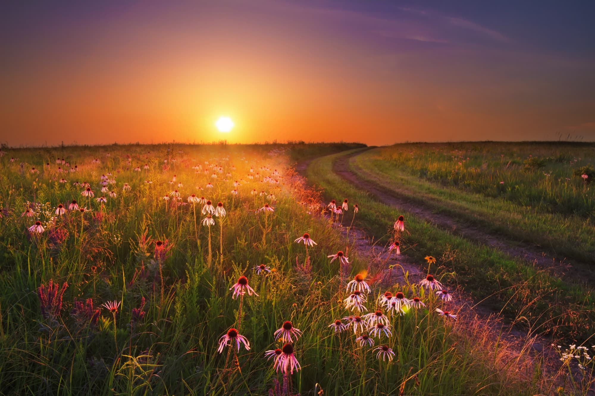 A dirt path curving through a prairie of purple coneflowers at sunset